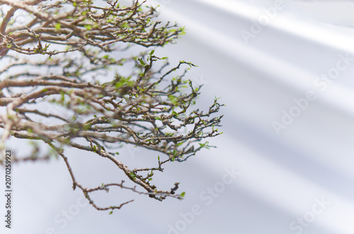 Delicate Bonsai Branches with Emerging Green Leaves. Selective focus