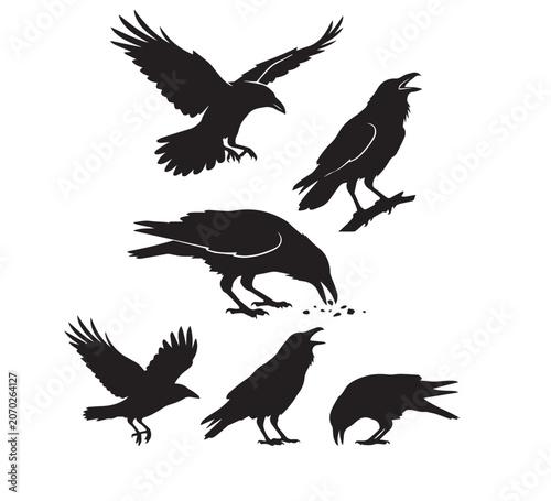 A striking collection of black crow and raven silhouettes in various dynamic poses, perfect for wildlife and nature-themed designs and projects