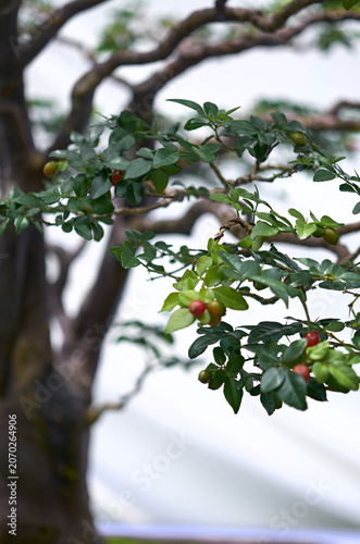 Close-up of Bonsai Tree with Red Berries and Twisted Branches