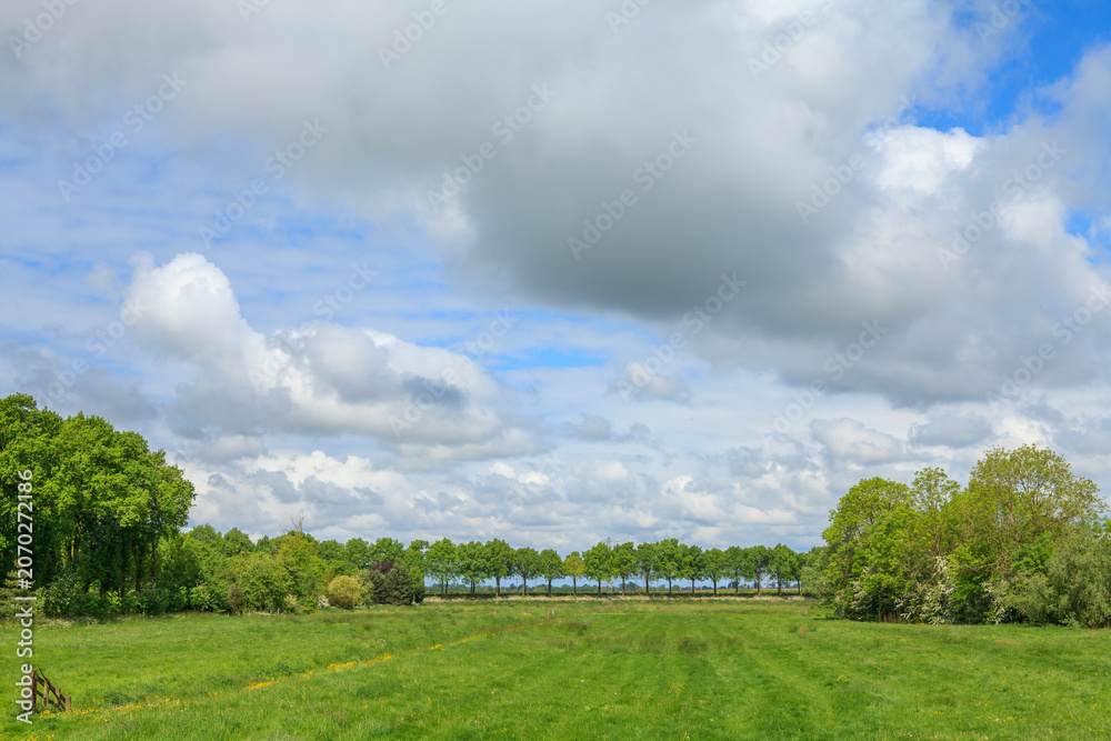 Fototapeta premium Green fields and trees in Dutch countryside