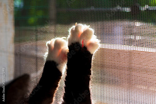 Close-up of fluffy black and white cat paws with sharp claws digging into a mesh window screen, backlit by bright daylight, captured in a curious domestic moment
