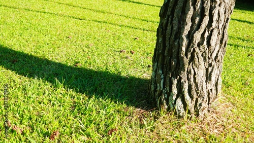 Close-up shot of a tree trunk casting a shadow on a lush green grassy field with warm sunlight