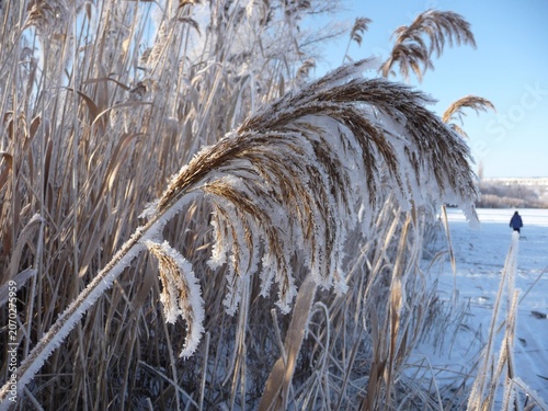 Photography Sedge panicle covered with thick frost on a frozen river bank against reeds and