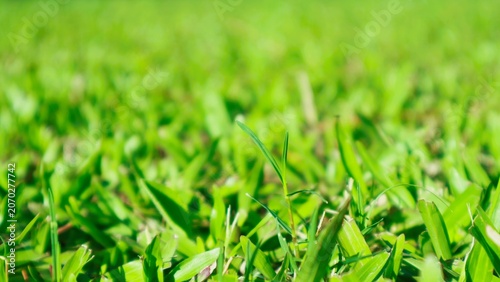 Close-up view of lush green grass blades in a sunny outdoor setting