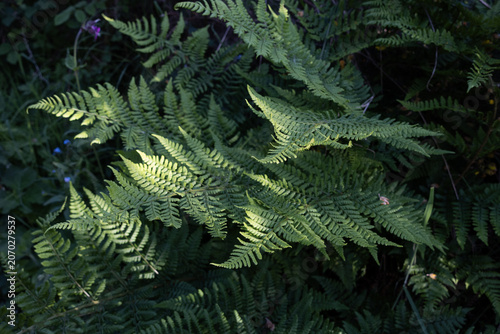 green fern leaves growing in a dark forest