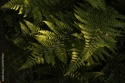 A top view of green textured fern leaves illuminated by dramatic sunlight against a dark, shadowy background in a forest