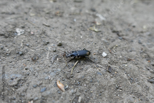 black ground beetle crawling on dry textured soil