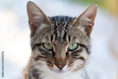 Portrait of a beautiful cute domestic cat