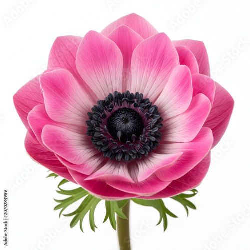 Beautiful pink anemone flower with dark center