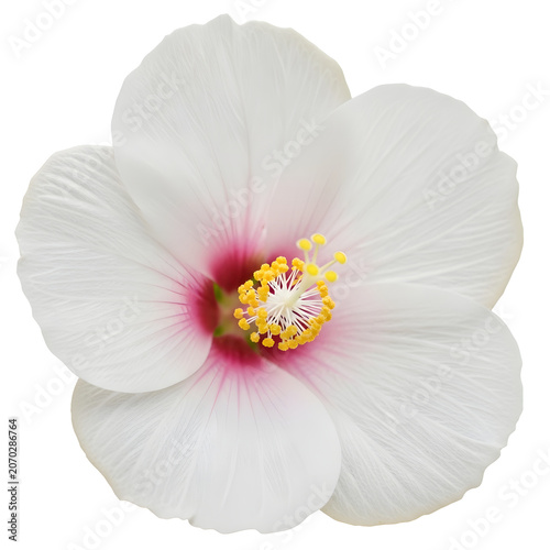 Close-up of blooming yellow flower with pink center