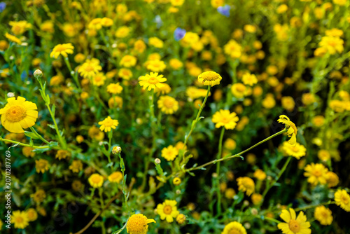 This is a field of vibrant yellow flowers, likely a mix of species such as daisies and wild mustard, bathed in warm sunlight.The scene features a shallow depth of field, with flowers in the foreground