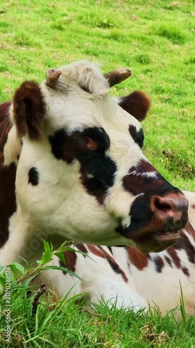 Relaxed brown and white spotted cow lying on a lush green pasture. The farm animal is peacefully ruminating and digesting its food