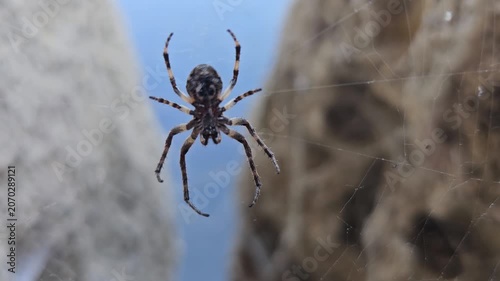 Spider sitting on the web it weaved between two boulders waiting for prey