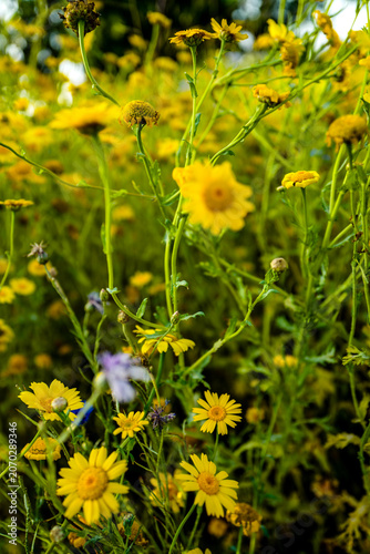 This is a field of vibrant yellow flowers, likely a mix of species such as daisies and wild mustard, bathed in warm sunlight.The scene features a shallow depth of field, with flowers in the foreground