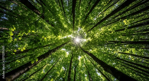 Sunlit Forest Canopy Viewed From Ground Up.