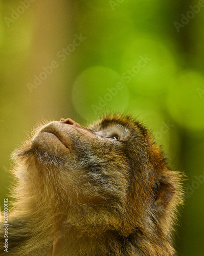 Obraz na płótnie Close up portrait of a barbary macaque monkey looking sideways