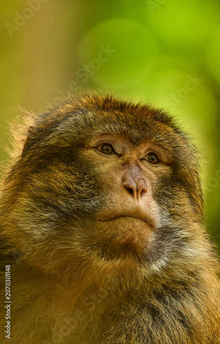 Fotografie Close up portrait of a barbary macaque monkey looking sideways