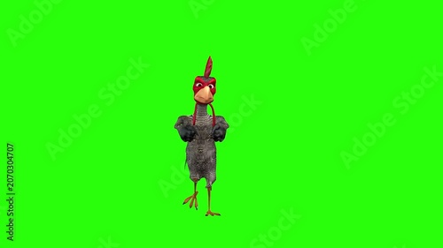 Funny red hen or farm cock dancing animal video art motion green screen or chroma key