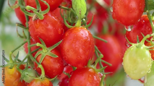 Bunch of fresh ripe red grape tomatoes hanging on the vine in organic garden