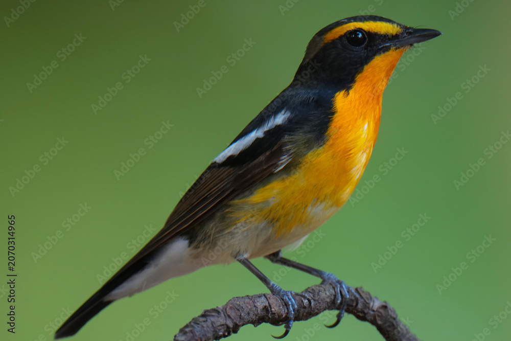 Fototapeta premium Narcissus flycatcher Standing on top of a small branch and a blurred green background.