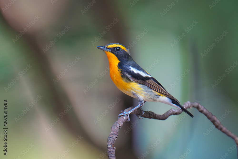 Obraz premium Narcissus flycatcher Standing on top of a small branch and a blurred green background.