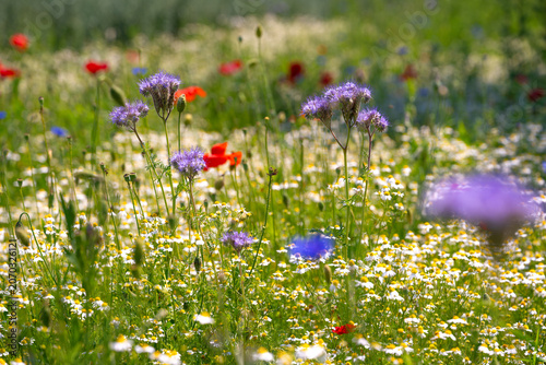 Fotografie Colorful early summer flower meadow panorama