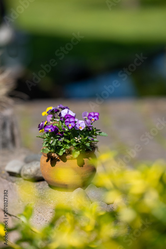 Sunny scene with blooming violet on stone surface. Bright violet plant in terracotta pot with peaceful garden background