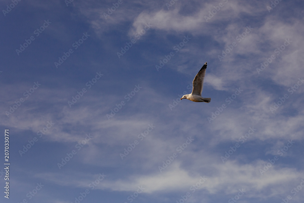 Obraz premium Herring gull seagull in flight with wings raised against a blue sky with wispy white clouds