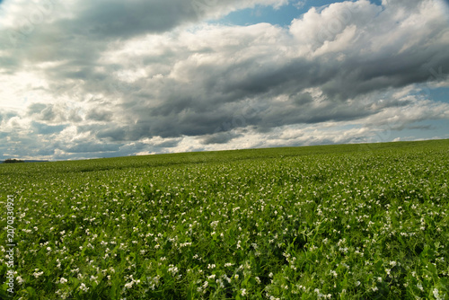 Vast green peas flowering, Sunlit peas stretch across open fields, Garden of green peas under dynamic cloudy sky