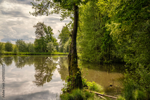 Tranquil woodland scene with still water reflection, Serene wooded landscape with pond and gentle surroundings for relaxation