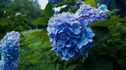 植物園に美しく咲くブルーのハート形アジサイと初夏の緑 4Kシネマティック映像素材