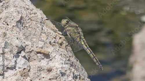 Gray dragonfly sitting on a boulder on a sunny summer day