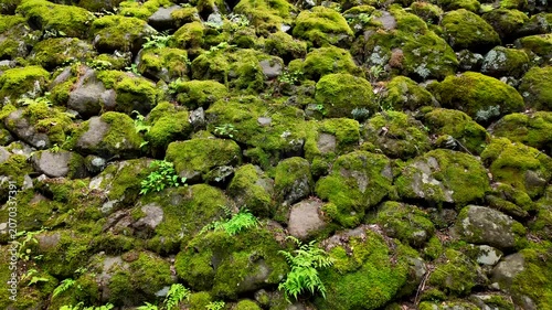 苔むした小諸城の石垣　長野県・小諸市