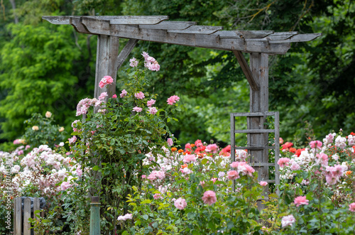 Beautiful trellis pink roses on wooden pergolas in the sala

