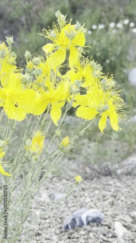 Macro footage of a yellow St. John's wort flower in the mountains