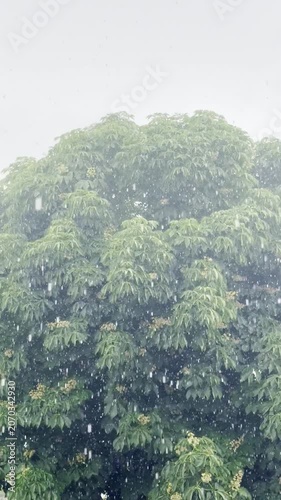 Emerald Downpour: Capturing the Beauty of Heavy Rain on Trees