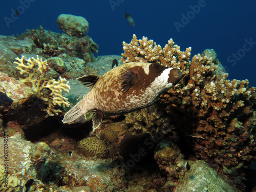 A Masked pufferfish Arothron diadematus in the Red Sea