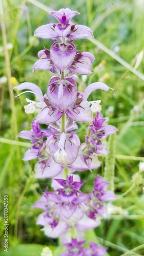 Salvia Sclarea: The Stunning Purple Clary Sage in Nature