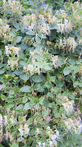 Growing Fragrant Honeysuckle: The Perfect Climbing Vine for Your Garden