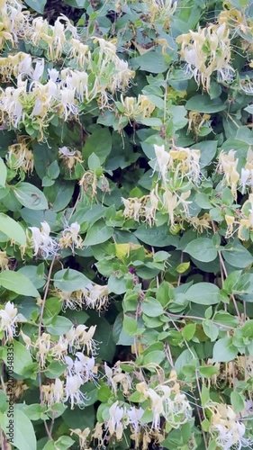 How to Train Honeysuckle Vines on Walls and Trellises