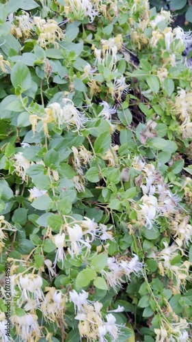 Top Reasons to Plant Climbing Honeysuckle in Your Backyard