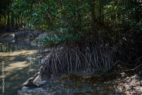 Mangrove Forest Along Coastal Waterway