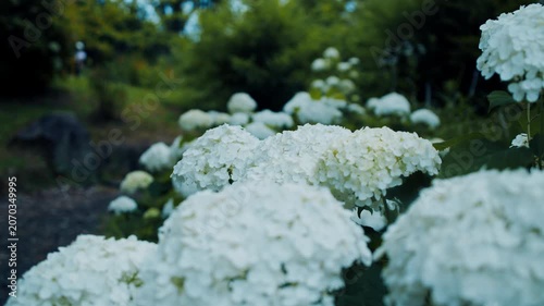 植物園に咲く白いアジサイの美しいボケ味と新緑 4Kシネマティック映像素材