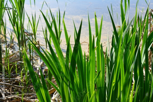 Green Reeds Growing in Water front view close up