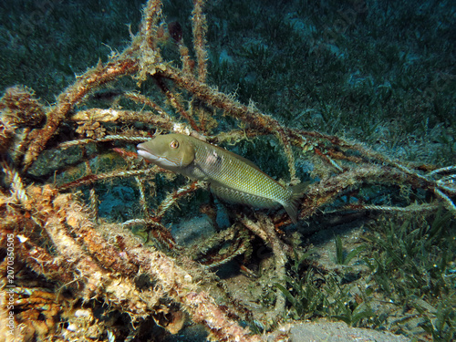 A Cigar wrasse Cheilio inermis      