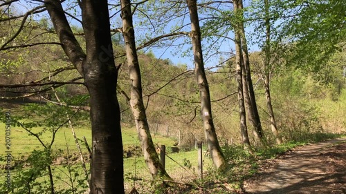 Forest landscape with idyllic road or hiking trail footpath and deciduous trees with green lush foliage moving gently in the wind on a sunny day natural wilderness in Westerwald in Germany Europe