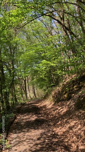 Forest landscape with idyllic road or hiking trail footpath and deciduous trees with green lush foliage moving gently in the wind on a sunny day in Westerwald in Germany Europe vertical video