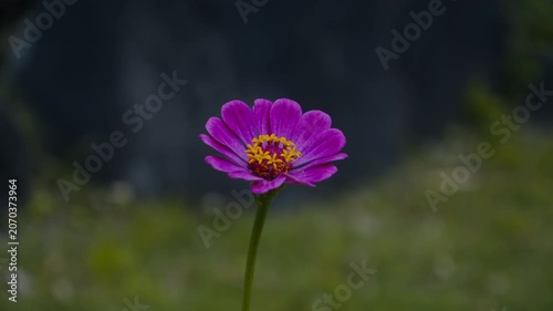 一輪の鮮やかな紫色のジニアの花 4Kシネマティック映像素材