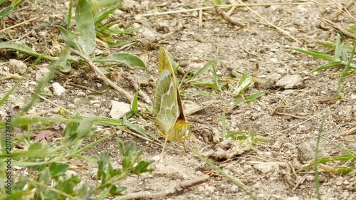 An elegant silver-washed fritillary butterfly rests gently on the dry soil. Its subtle green wings bring a deep sense of peaceful wonder and quiet joy to the lonely trail.
