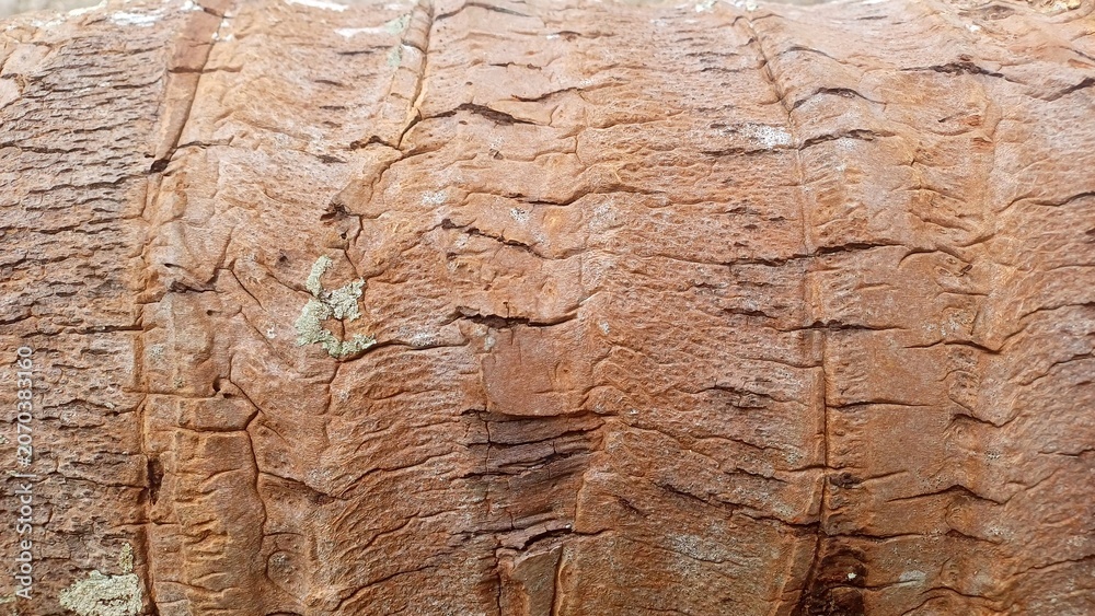 Naklejka premium tree bark texture